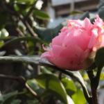Thumbnail of post image 072