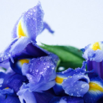 Thumbnail of post image 109
