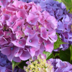 Thumbnail of post image 112