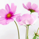 Thumbnail of post image 126