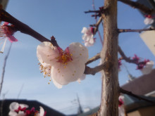 クレアトゥールひなの会ブログ ひな日記